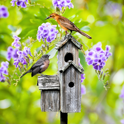 Birdhouses & Feeders