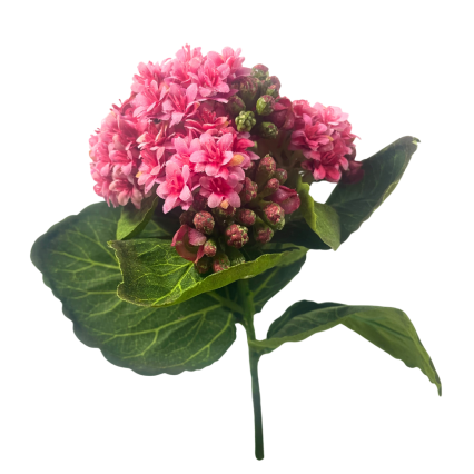 8" Kalanchoe Bush - Pink