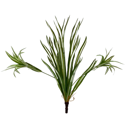 17" Spider Plant Bush