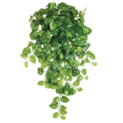 21" Pothos Hanging Bush