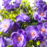 18" Anemone Flower Bush - Purple