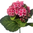 8" Kalanchoe Bush - Pink