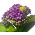 8" Kalanchoe Bush - Purple