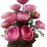 17" Ranunculus Bush - Pink