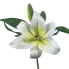 14" Casablanca Lily Stem - White