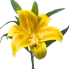 14" Casablanca Lily - Yellow