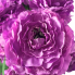 21" Ruffled Ranunculus Bush - Lavender
