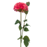 31" Dahlia Spray - Magenta