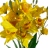 22" Yellow Daffodil Bush