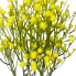 17" Baby's Breath Gypsophila Filler - Yellow