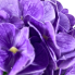 12" Hydrangea Stem - Dark Purple