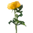 13" Ranunculus Spray - Yellow