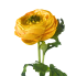 13" Ranunculus Spray - Yellow