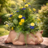 18" Pig Planter
