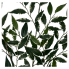 27" Smilax Spray- Variegated
