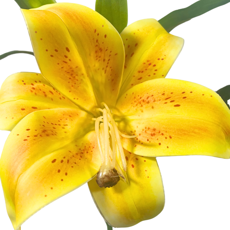 14" Casablanca Lily - Yellow