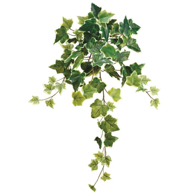 22" Ivy Bush - Variegated