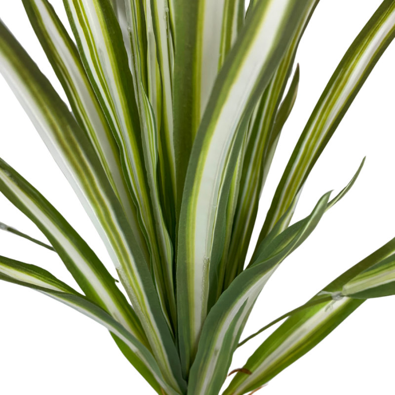 17" Spider Plant Bush